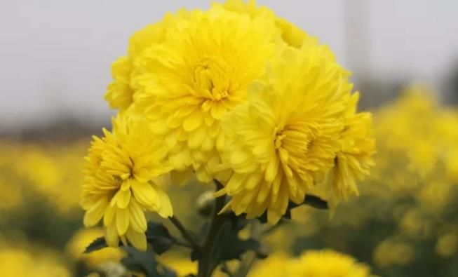 千畝云臺冰菊盛開，誠邀您蒞臨免費參觀！